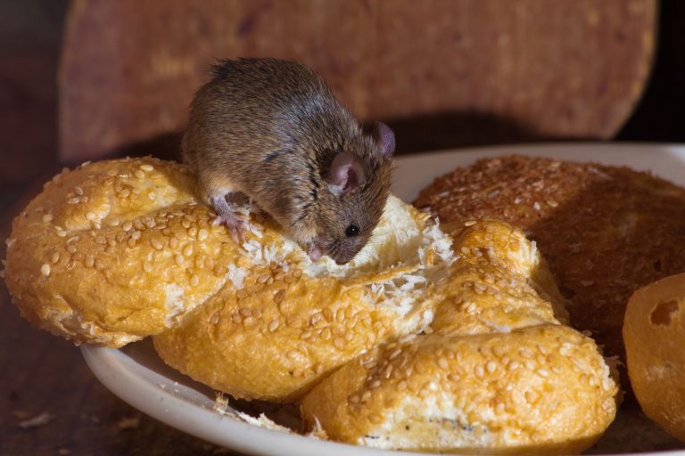 Mice are in my house