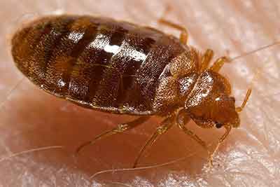 Need a Bed Bug Removal Service in Wyoming Best Pest Control Casper WY