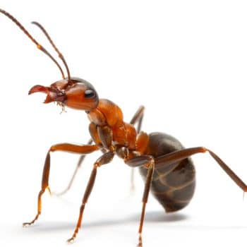 Need an ant exterminator