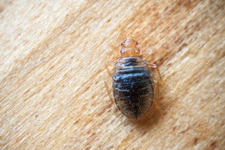 is this a bed bug