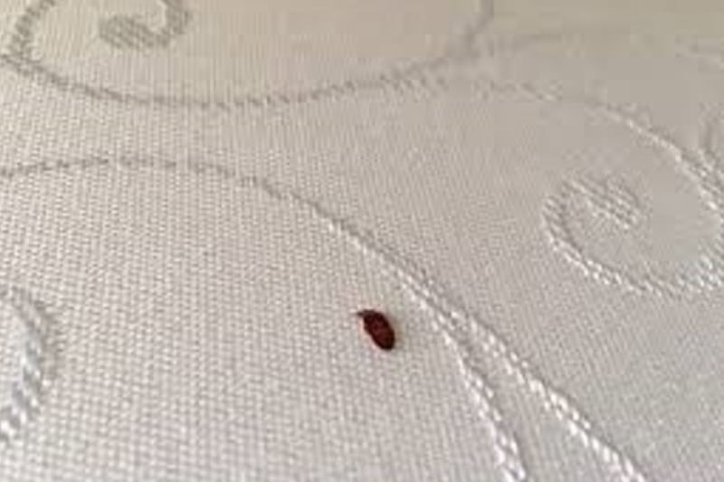Bed Bug treatment Best Pest Control, Billings, Montana