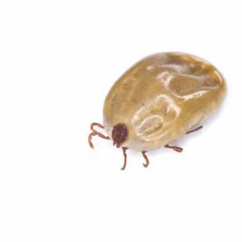 I found fleas in my house