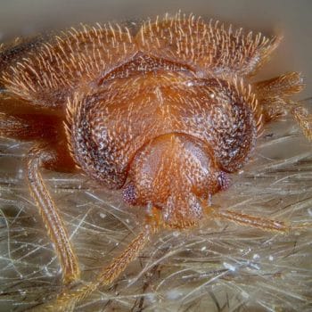 how do I get rid of fleas