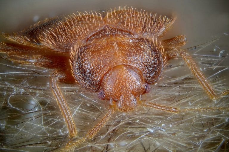 how do I get rid of fleas