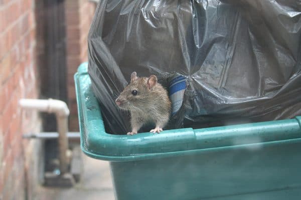 Mice infestation near my home