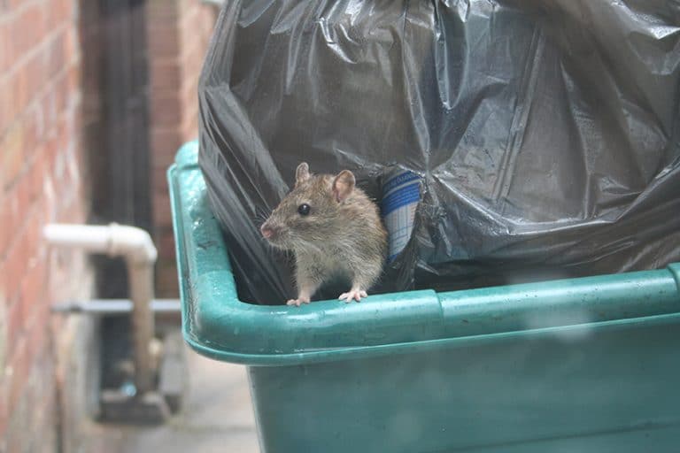 Mice infestation near my home