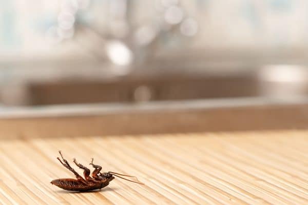 How to kill cock roaches
