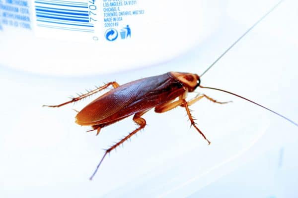 cock roach in my sink