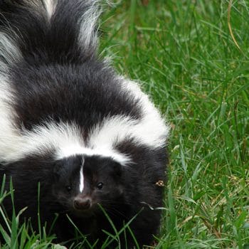 Skunks in my backyard