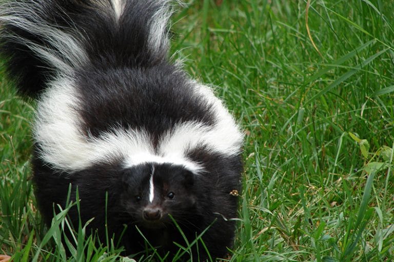 Skunks in my backyard