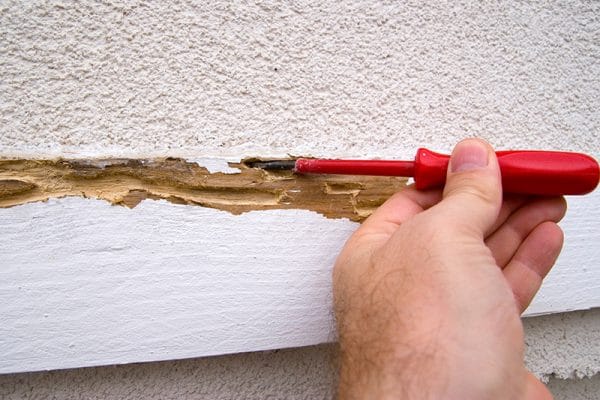 Is this termite damage
