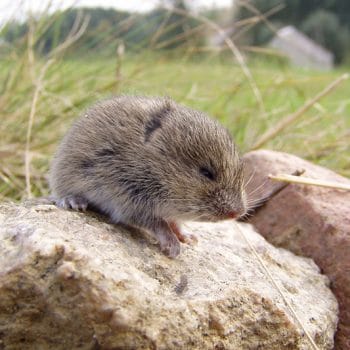 Vole removal services near me