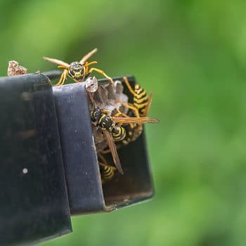 wasps hive on my house