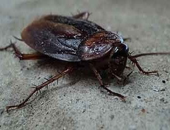cockroach exterminator Best Pest Control Casper WY